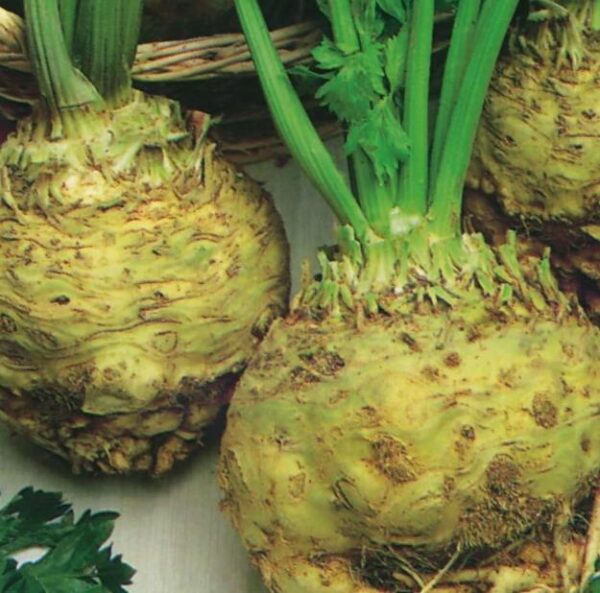 Pack Kings Vegetable Seeds Celeriac 'Giant Prague' Garden Seeds
