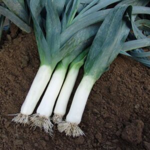 Leek 'Winner' Pack Vegetable Seed Kings's Seeds