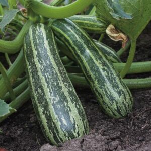 Marrow Tiger Cross F1 Pack Kings's Vegetable Seeds