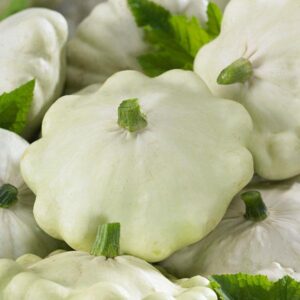 Squash Patty Pan Marrow 'Custard White' Pack Quality Vegetable Seeds