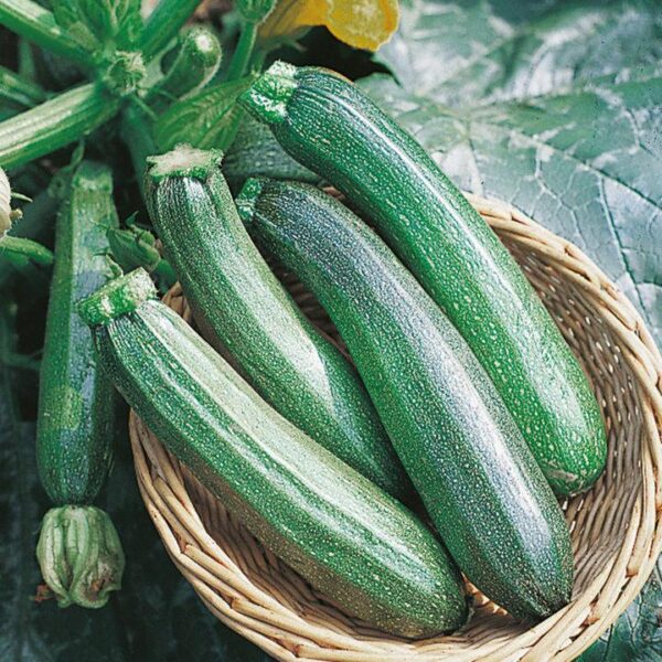 Pack Vegetable Seeds Courgette 'Zucchini' Kings Quality Seed