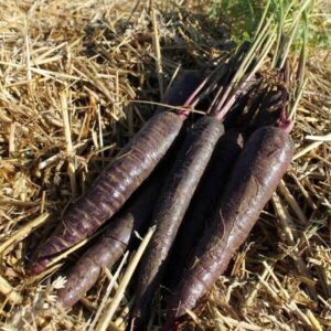 Carrot Seed Purple Sun F1 Pack x300 Seeds