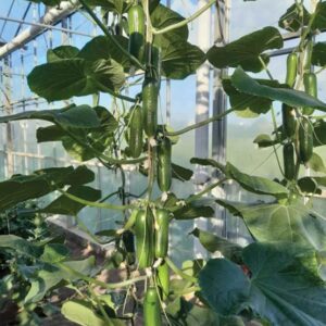 Cucumber Seed 'Party Time' F1 Seeds