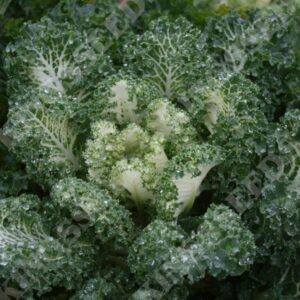 Kale 'Emerald Ice' Pack King's Seeds