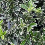 Pack x3 Euonymus fortunei 'Emerald Gaiety' XXL Supersize Shrub Plug Plants