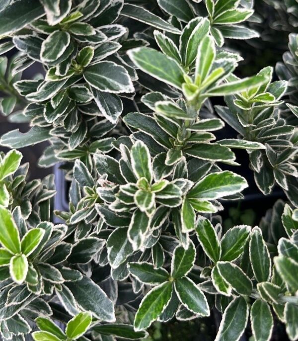 Pack x3 Euonymus fortunei 'Emerald Gaiety' XXL Supersize Shrub Plug Plants
