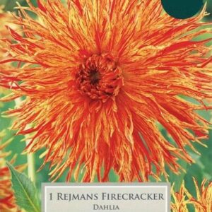 Dahlia Tuber Semi-Cactus 'Reijmans Firecracker' Quality Bulbs & Tubers