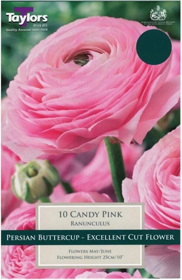 Ranunculus Candy Pink' Flowering Bulbs Pack x10