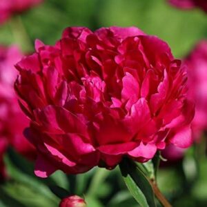 Paeonia Lactiflora (Peony) 'Felix Crousse' Bare Root Perennial Pack x1