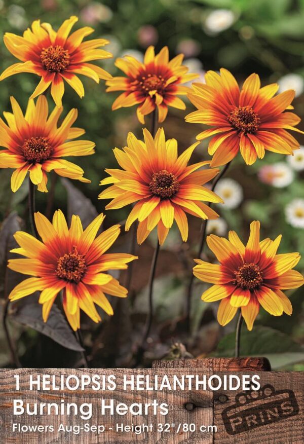 Heliopsis 'Burning Hearts' Bare Root Perennial