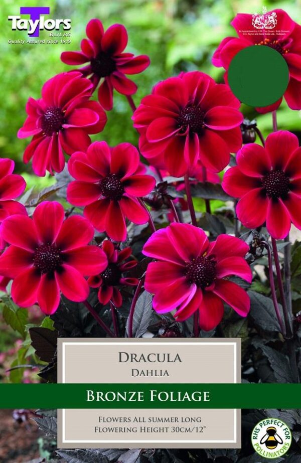 Daisy Dahlia Dark Angel® 'Dracula' Quality Bulb/Tuber Pack x1