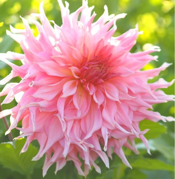 Dahlia Dinner Plate Penhill Watermelon Pack x1 Tuber