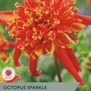 Dahlia Exotic Anemone Octopus Sparkle Pack x1 Tuber