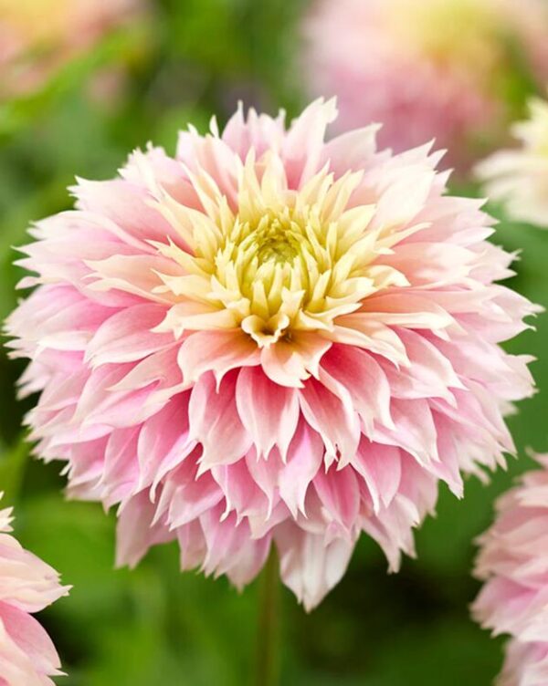 Dahlia Bulb/Tuber 'Pink Impact' Select Summer Bulbs Pack x2 Tubers