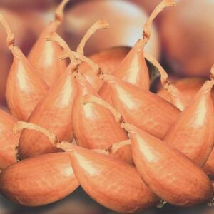 Shallot 'Menhir' Banana Shallot Pack x10 Sets