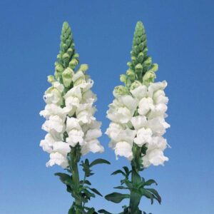 Antirrhinum White Admiral F1 Pack Seeds