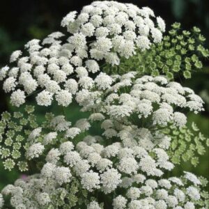 'Ammi Majus' Pack Flower Seeds
