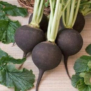 Radish 'Black Spanish Round' Seeds