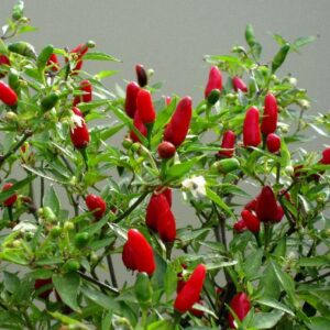 Chilli Pepper 'Hot Thai' Vegetable Seeds