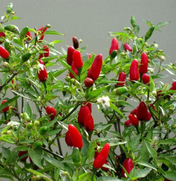 Chilli Pepper 'Hot Thai' Vegetable Seeds