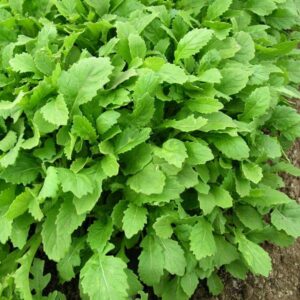 Salad Leaf 'Rocket Wasabi' Pack Seeds