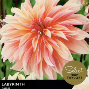 Dahlia Bulb/Tuber 'Labyrinth' Select Summer Bulbs Pack x2 Tubers