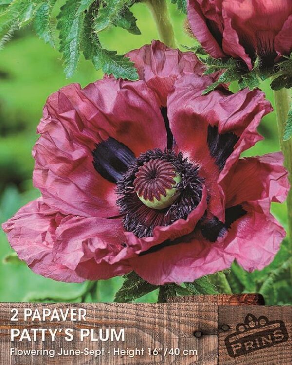 Papaver Oriental Poppy 'Patty's Plum' Perennial Bare Root Summer Flowering Pack x2
