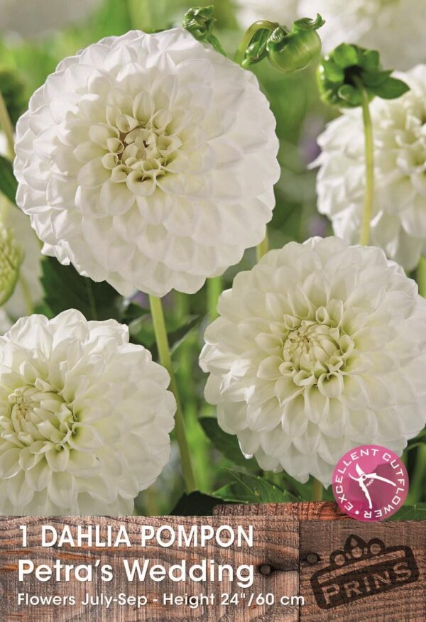 Dahlia Pom-Pom 'Petra's Wedding' WPC Prins Quality Bulb/Tuber