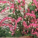 Dicentra Spectabilis (Bleeding Heart) WPC Prins Bulbs/Tubers & Bareroot Perennials Pack x1