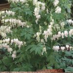 Dicentra Spectabilis Alba (Bleeding Heart) WPC Prins Bulbs/Tubers/Perennials Pack x1