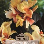 Canna Lily Bronze Leaf 'Angel Martin' Bulb/Tuber/Rhizome Pack x1
