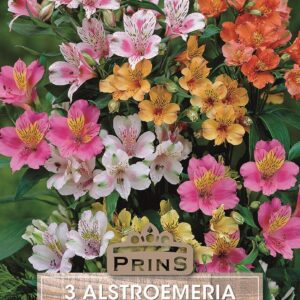 Alstroemeria 'Mixed' WPC Prins Quality Bulb, Tubers & Bareroot Perennials Pack x3