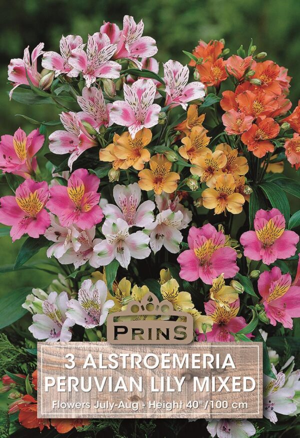 Alstroemeria 'Mixed' WPC Prins Quality Bulb, Tubers & Bareroot Perennials Pack x3