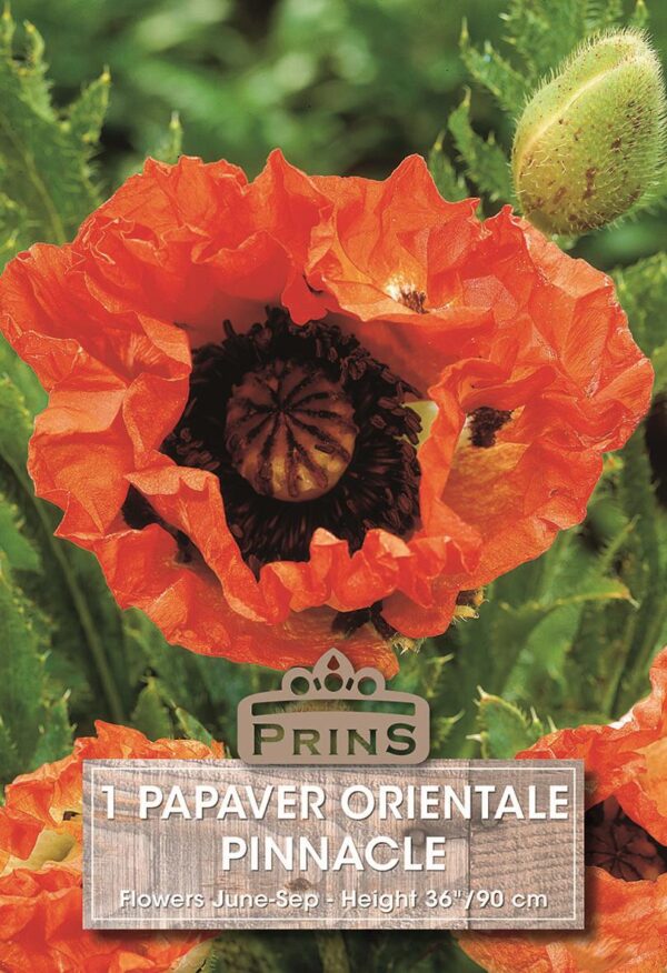 Papaver Orientale Orange Poppy 'Pinnacle' WPC Prins Summer Flowering Bulbs & Tubers