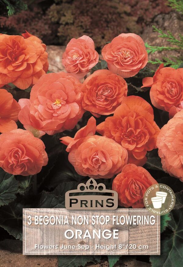 Begonia 'Non Stop Orange' WPC Prins Quality Bulbs/Tubers Pack x3