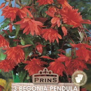 Begonia Pendula Orange Flowering WPC Prins Pack x3 Bulbs/Tubers
