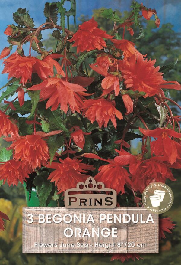 Begonia Pendula Orange Flowering WPC Prins Pack x3 Bulbs/Tubers
