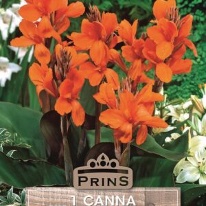 Canna Lily 'Wyoming' WPC Prins Quality Bulbs/Tubers Pack x1