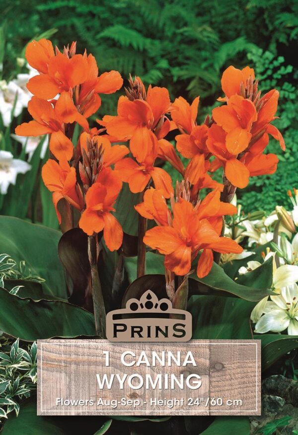 Canna Lily 'Wyoming' WPC Prins Quality Bulbs/Tubers Pack x1