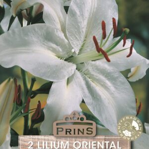 Lilium Lily 'Mothers Choice' WPC Prins Quality Bulbs/Tubers Pack x2