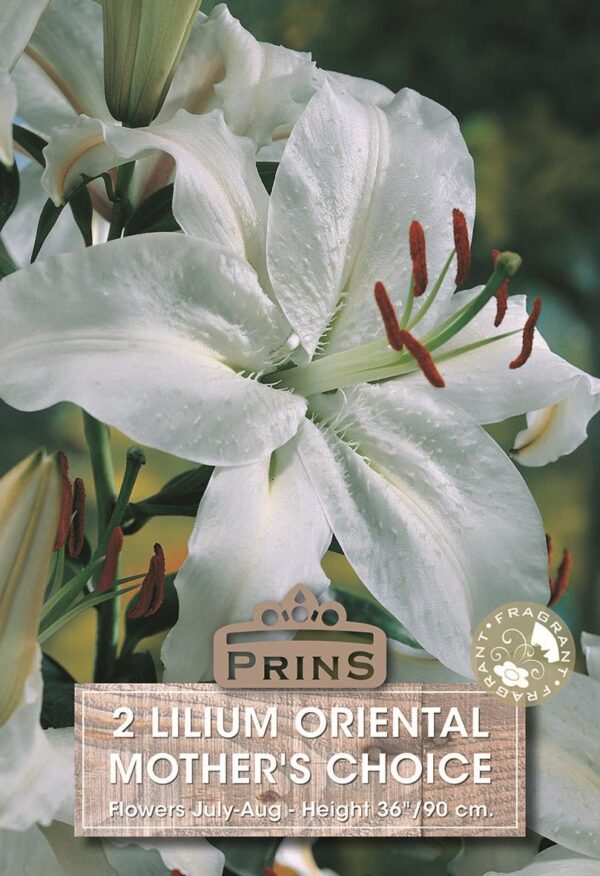 Lilium Lily 'Mothers Choice' WPC Prins Quality Bulbs/Tubers Pack x2