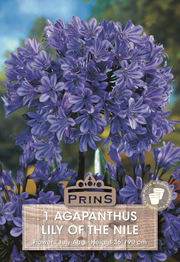 Agapanthus Blue (Lily of the Nile) WPC Prins Summer Flowering Bulb/Tuber/Root