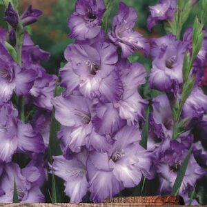 Gladioli 'Blue Mountain' Summer Flowering Bulbs WPC Prins Quality Pack x10