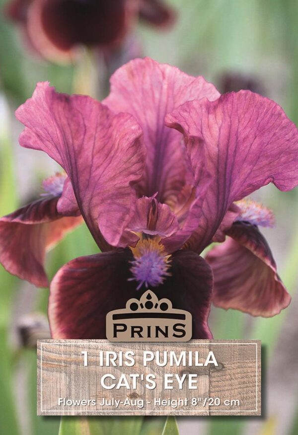 Dwarf Iris Pumila 'Cat's Eye' WPC Prins Bulbs & Tubers Pack x1