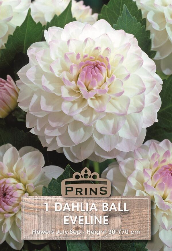 Dahlia Ball Type 'Eveline' WPC Prins Quality Bulbs/Tubers