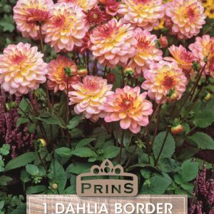 Dahlia Tuber/Bulb 'Zingaro' Border Dahlia WPC Prins Quality