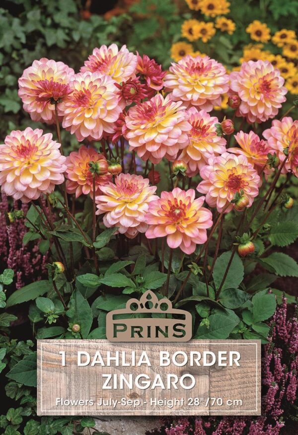 Dahlia Tuber/Bulb 'Zingaro' Border Dahlia WPC Prins Quality