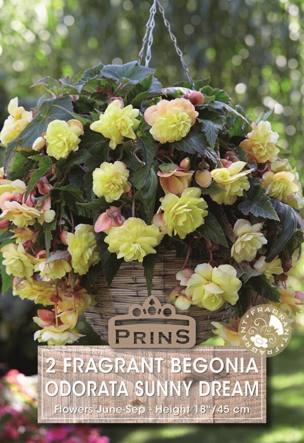 Begonia Fragrant 'Odorata Sunny Dream' WPC Prins Bulbs/Tubers Pack x2 Bulbs