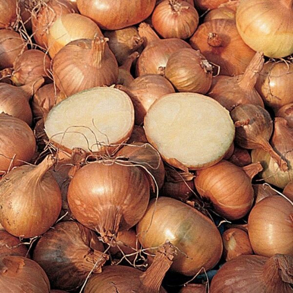 Shallot 'Golden Gourmet' Pack 25 Bulbs WPC Prins Quality