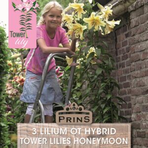 Tower / Skyscraper Lily 'Honeymoon' WPC Prins Bulbs & Tubers Pack x3